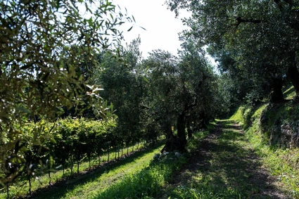 Degustazione Olio Extravergine del Garda: Tour Panoramico ed Esperienza Sensoriale 20 Degustazione Olio Extravergine del Garda: Tour Panoramico ed Esperienza Sensoriale 20